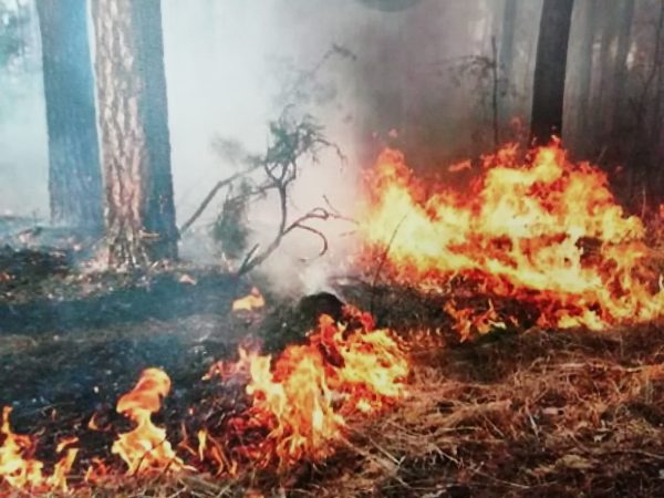 Dienstabend: Waldbrand